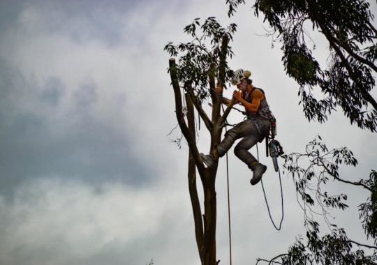 Top Reasons To Choose Qualified Tree Surgeons In Upminster