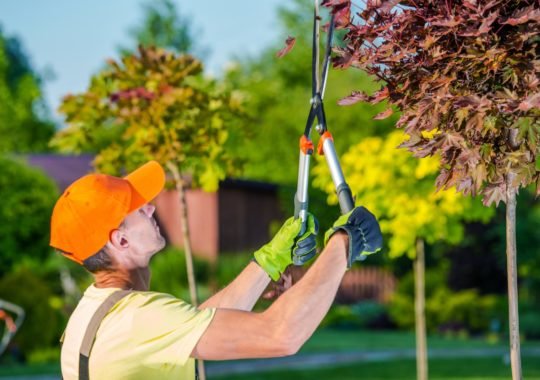 Superb Tips Help To Hire The Most Suitable Tree Surgeons